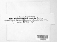 Peronospora affinis image